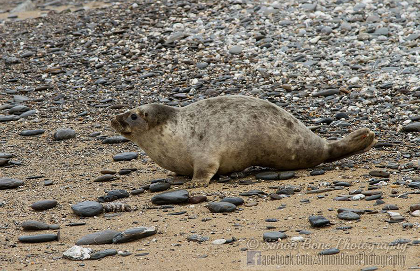 Seal Release - 23rd May 2014