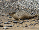 Seal Release - 23rd May 2014