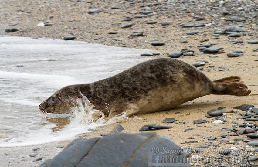 Seal Release - 23rd May 2014