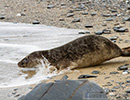 Seal Release - 23rd May 2014