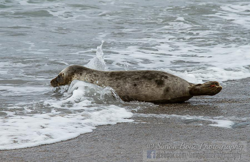 Seal Release - 23rd May 2014