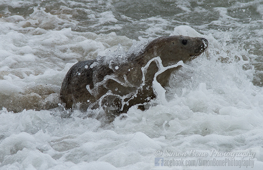 Seal Release - 23rd May 2014