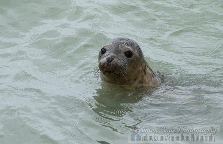 Seal Release - 23rd May 2014
