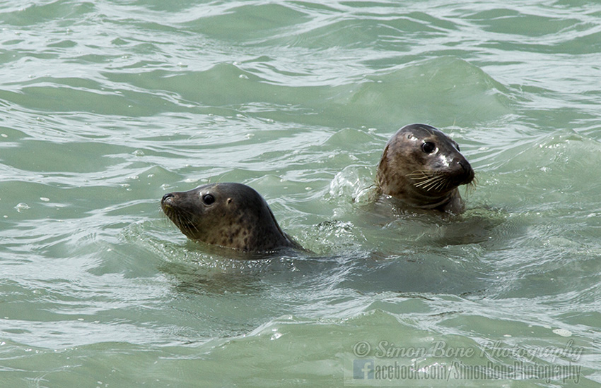 Seal Release - 23rd May 2014