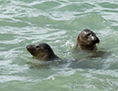 Seal Release - 23rd May 2014