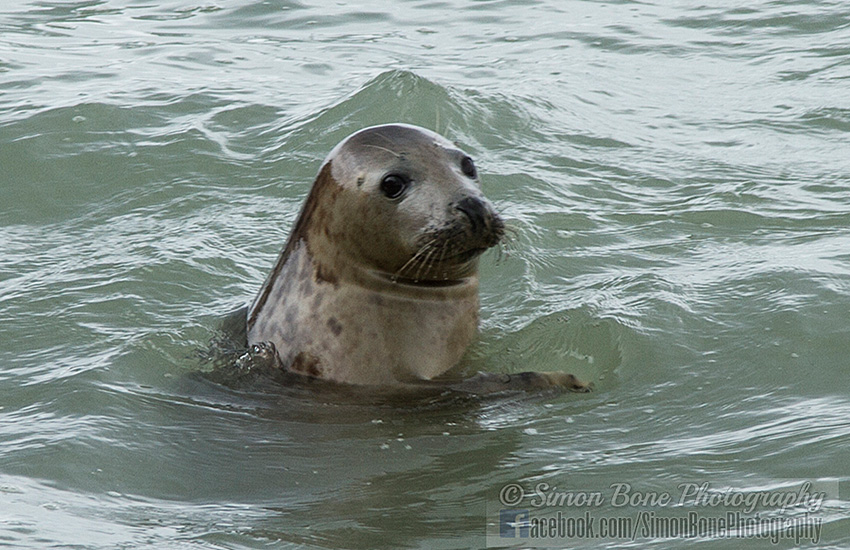 Seal Release - 23rd May 2014