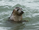 Seal Release - 23rd May 2014