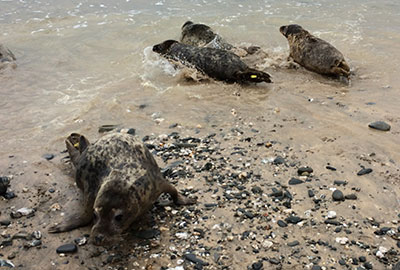 Seal Release - 24th April 2015
