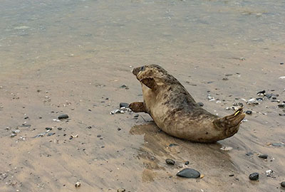 Seal Release - 24th April 2015