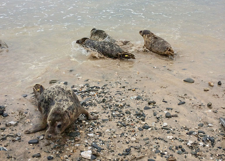 Seal Release - 24th April 2015