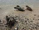 Seal Release - 24th April 2015