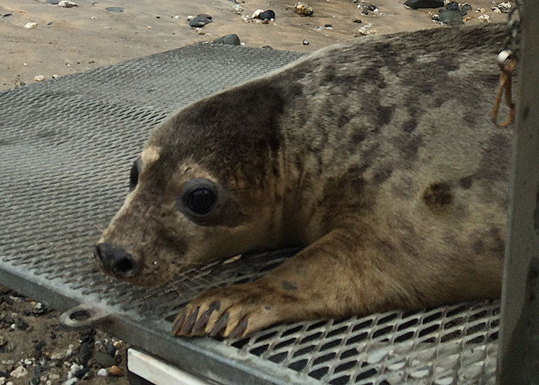 Seal Release - 24th April 2015