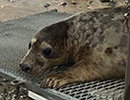 Seal Release - 24th April 2015