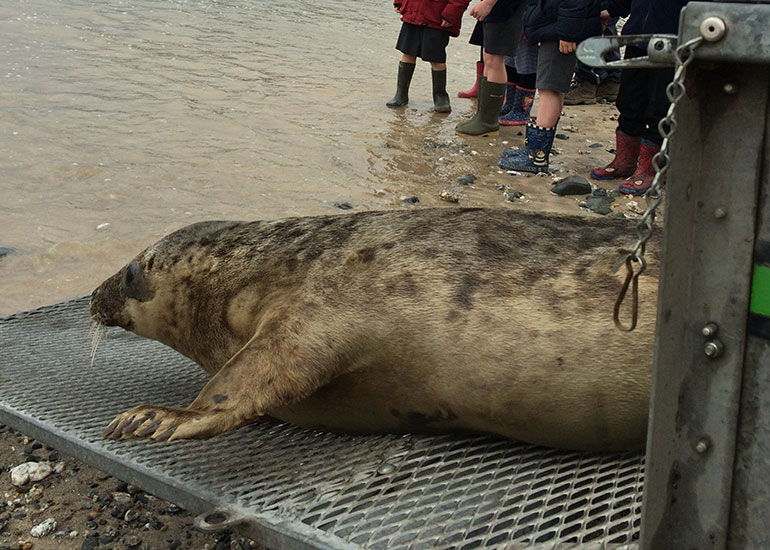 Seal Release - 24th April 2015