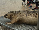 Seal Release - 24th April 2015