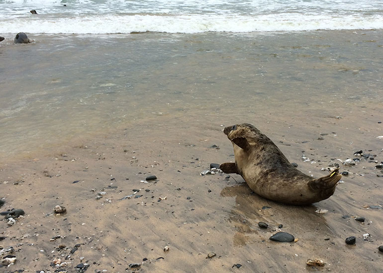 Seal Release - 24th April 2015