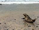 Seal Release - 24th April 2015