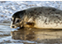 Seal Release - 25th November 2016