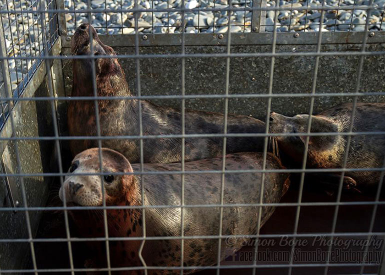 Seal Release - 26th January 2015