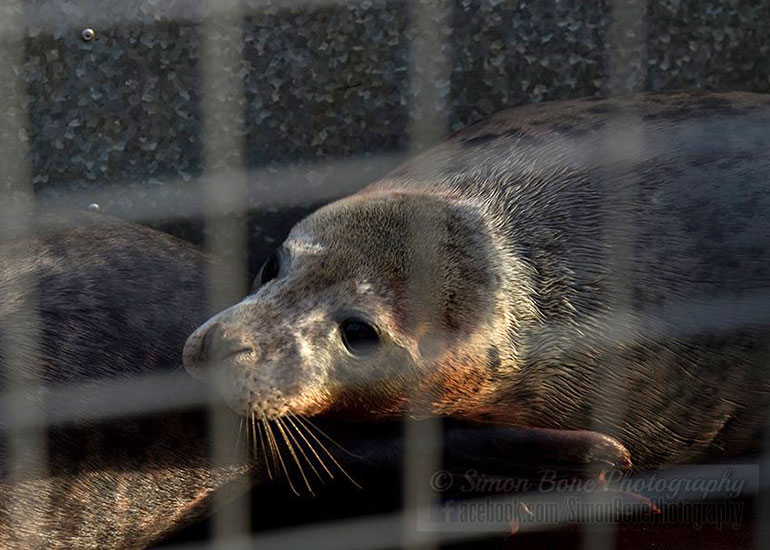 Seal Release - 26th January 2015