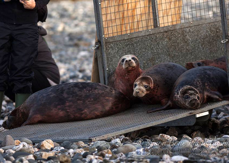 Seal Release - 26th January 2015