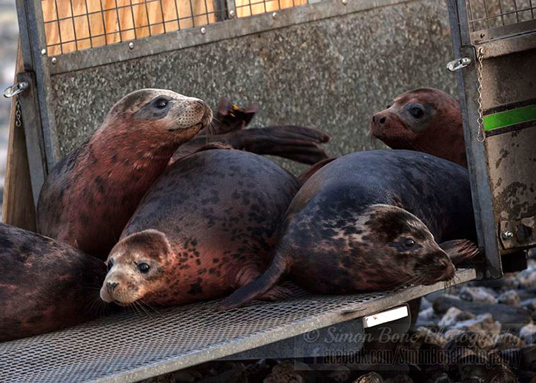 Seal Release - 26th January 2015