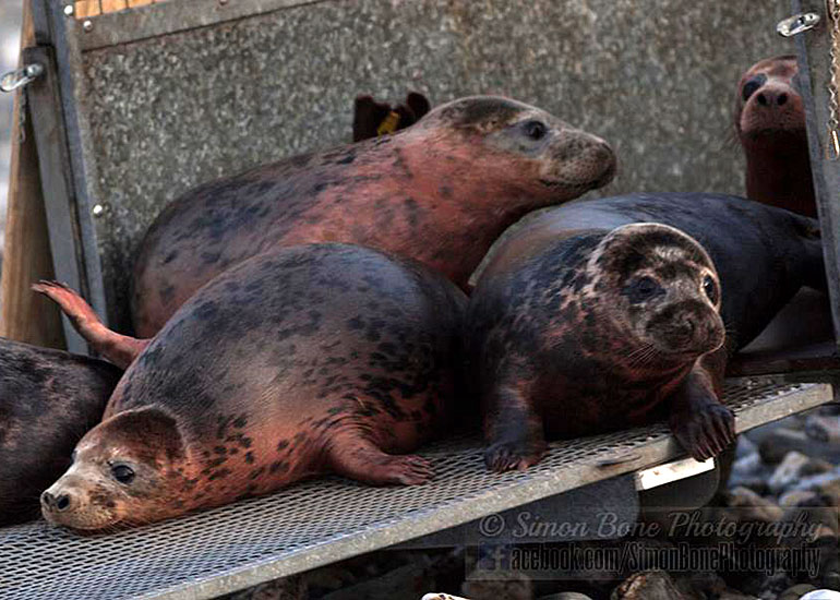 Seal Release - 26th January 2015