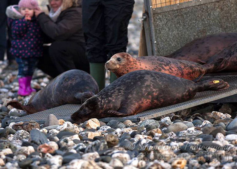 Seal Release - 26th January 2015