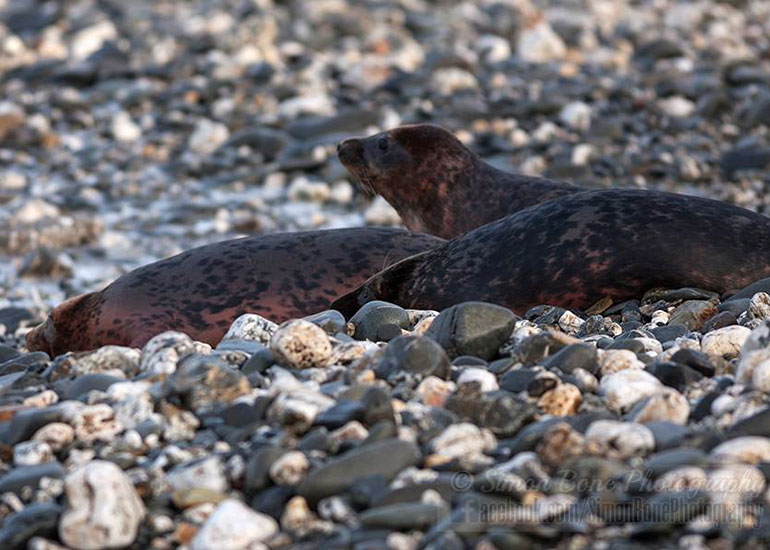 Seal Release - 26th January 2015