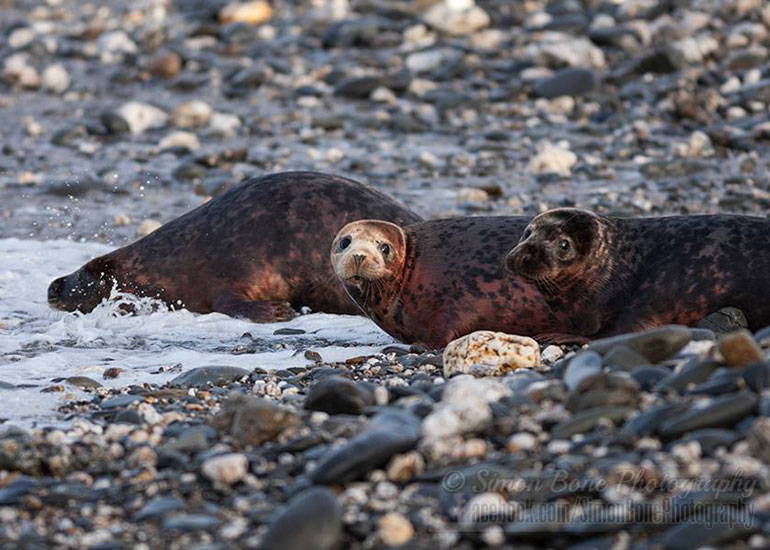 Seal Release - 26th January 2015