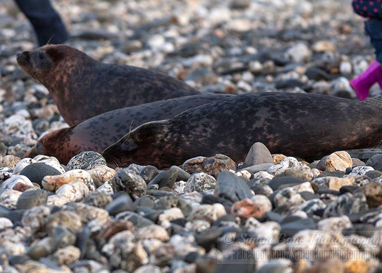 Seal Release - 26th January 2015