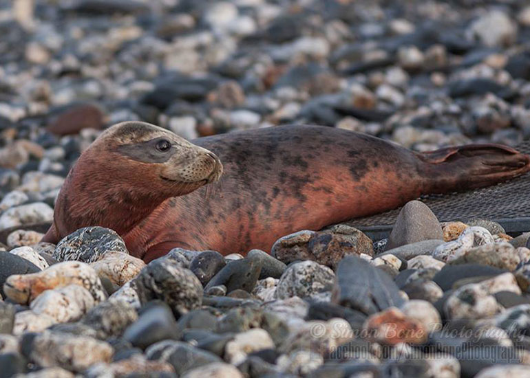 Seal Release - 26th January 2015