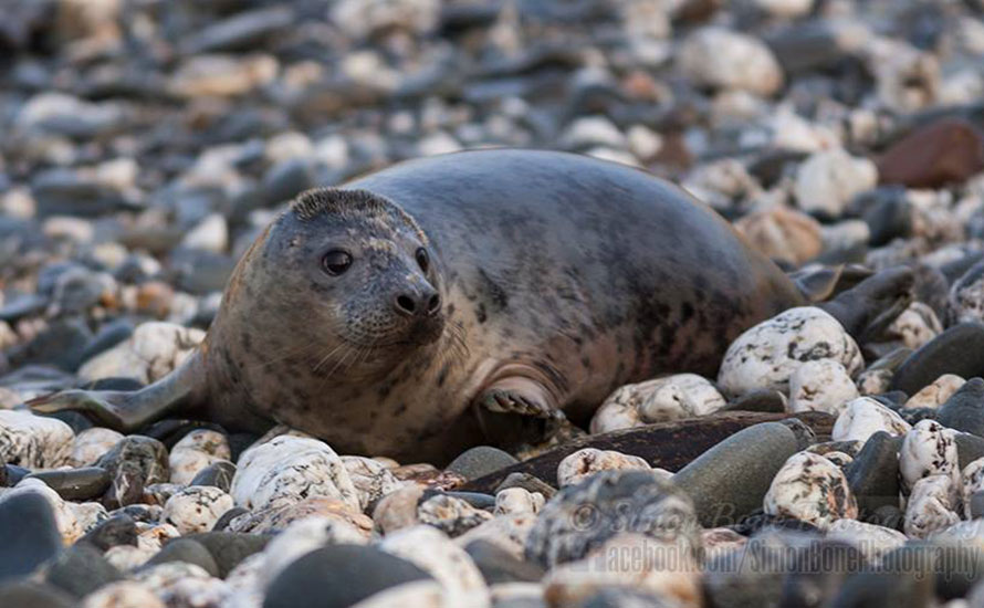 Seal Release - 26th January 2015