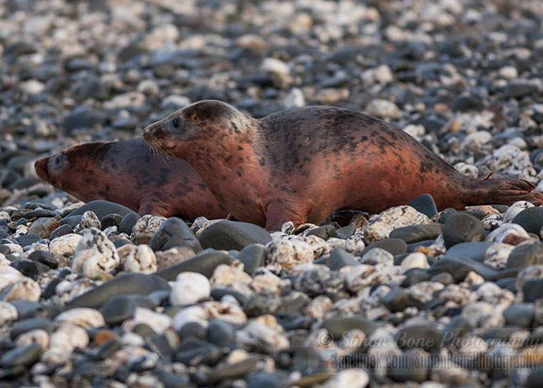 Seal Release - 26th January 2015