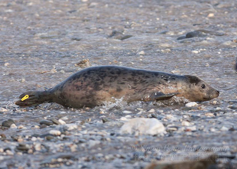 Seal Release - 26th January 2015