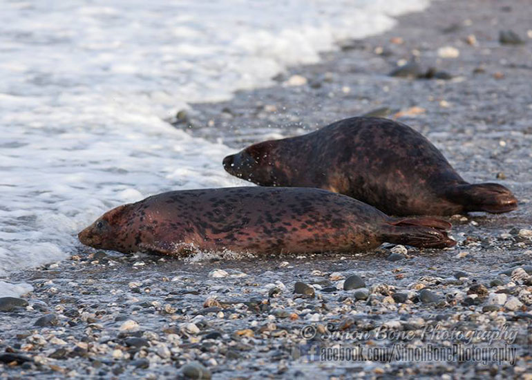 Seal Release - 26th January 2015