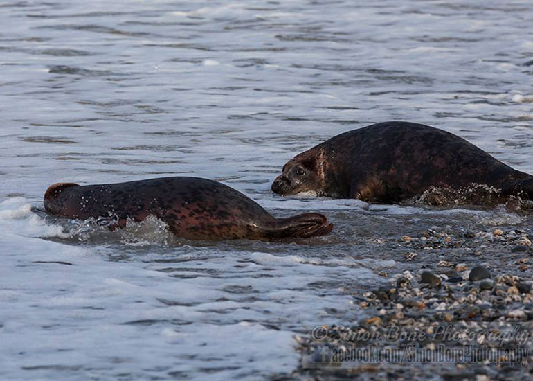 Seal Release - 26th January 2015