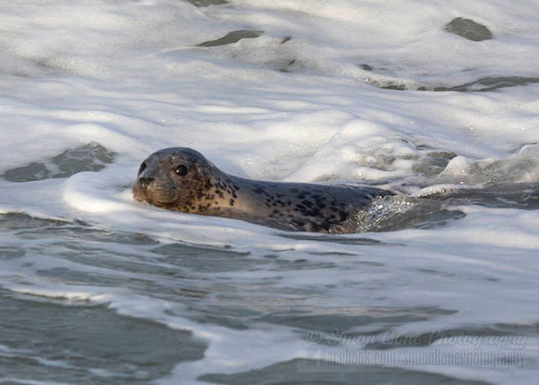 Seal Release - 26th January 2015