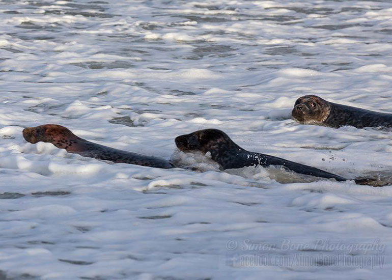 Seal Release - 26th January 2015