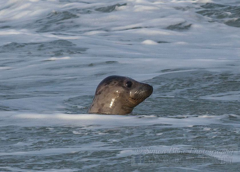 Seal Release - 26th January 2015