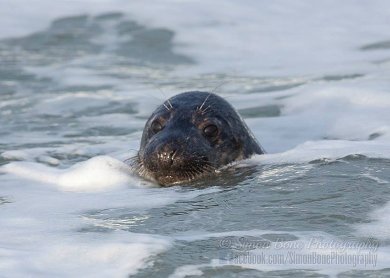 Seal Release - 26th January 2015