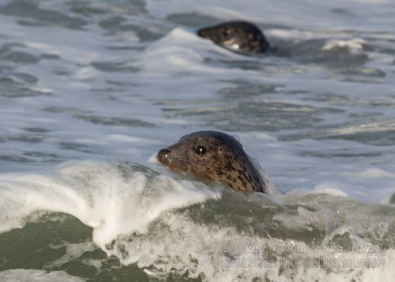 Seal Release - 26th January 2015