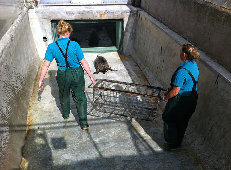 Seal Release - 26th June 2014