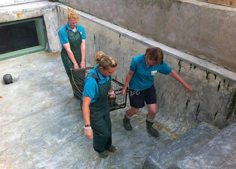 Seal Release - 26th June 2014
