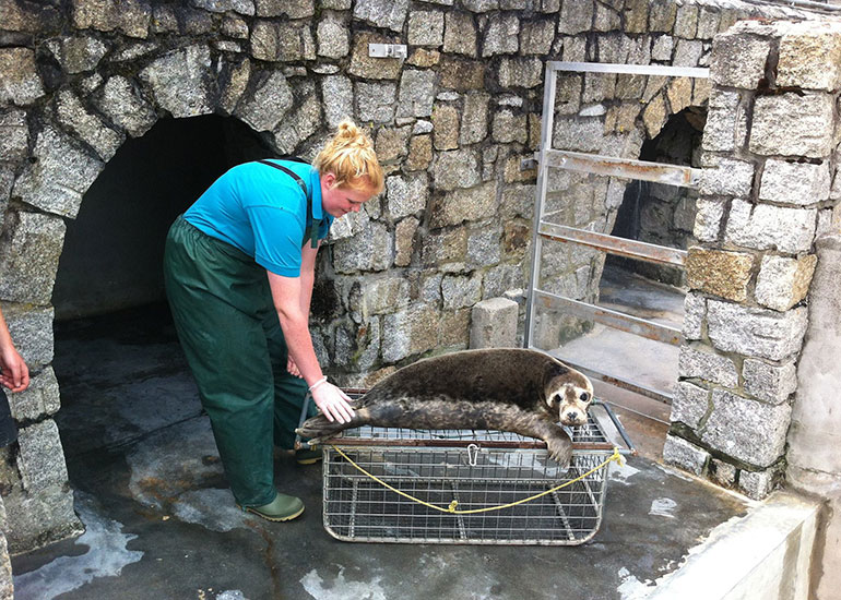 Seal Release - 26th June 2014