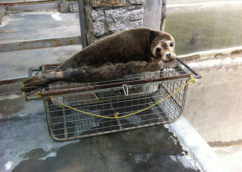 Seal Release - 26th June 2014
