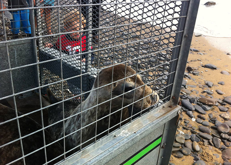 Seal Release - 26th June 2014