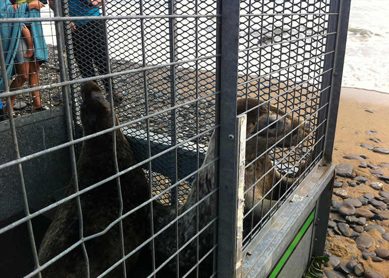 Seal Release - 26th June 2014