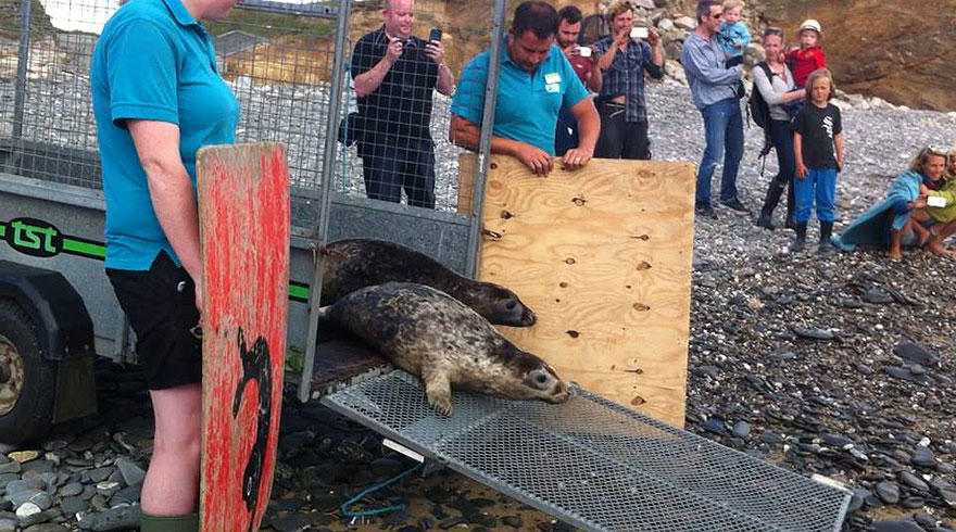 Seal Release - 26th June 2014