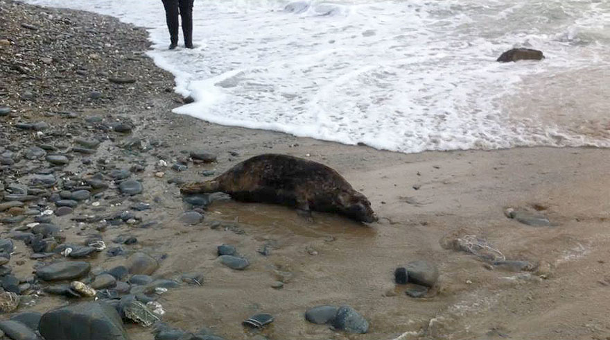 Seal Release - 26th June 2014
